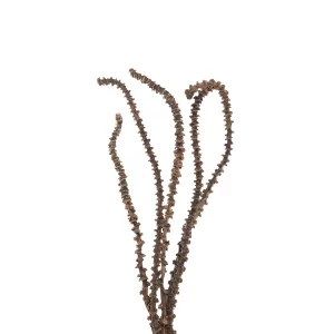 Twigs and Branches