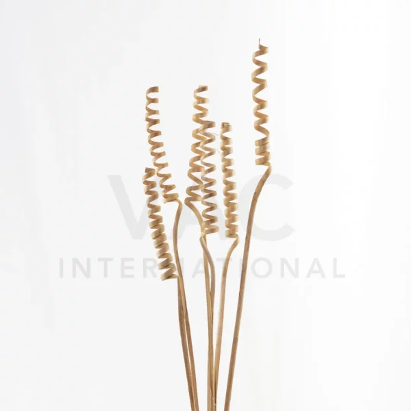 Cane Spring Medium Cane Spring – VAC Flora Deco