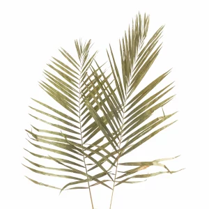 Exotic Leaves