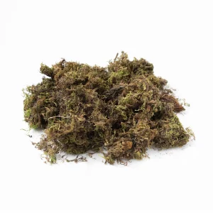 Mosses