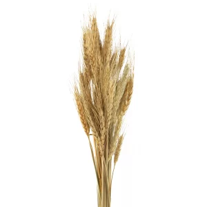 Fillers & Grasses